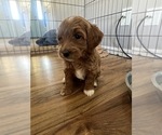 Small #6 Goldendoodle (Miniature)