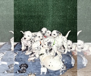Dalmatian Litter for sale in FORT WORTH, TX, USA