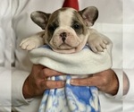 Puppy Abbi French Bulldog