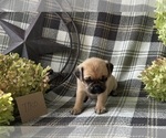 Small #1 Puggle