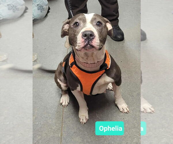 Medium Photo #3 Mutt Puppy For Sale in Richmond, IN, USA