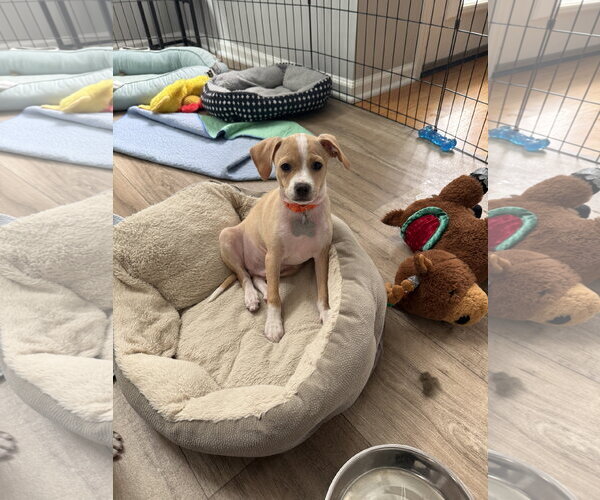 Medium Photo #2 Cheagle Puppy For Sale in Holly Springs, NC, USA