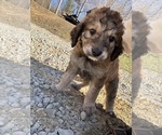 Puppy Bailey Bernedoodle-Labradoodle Mix