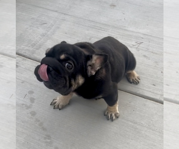 Medium Photo #1 French Bulldog Puppy For Sale in SAN ANTONIO, TX, USA
