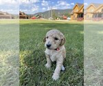 Puppy Carmel Goldendoodle