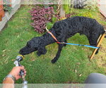 Small #5 Poodle (Standard) Mix