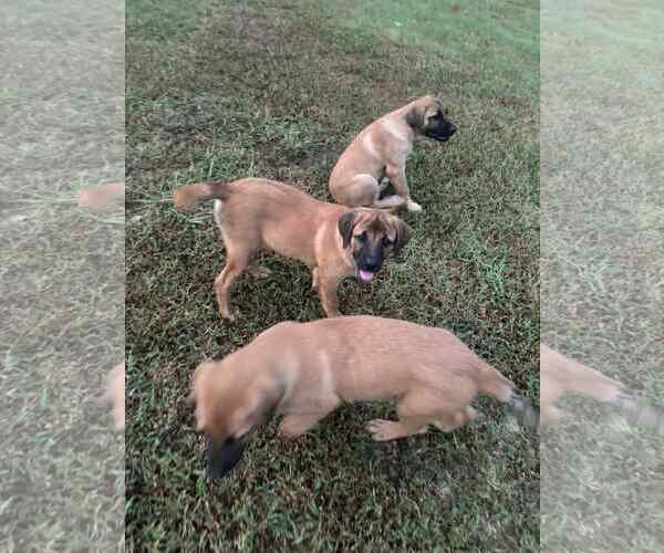 Medium Photo #2 Mastiff-Unknown Mix Puppy For Sale in Croydon, NH, USA