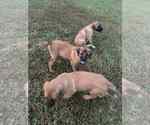 Small #1 Mastiff Mix