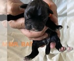 Puppy Mr Bat Boxer