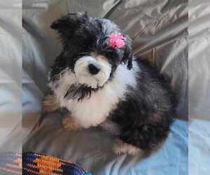 Mal-Shi Puppy for sale in NEWPORT, NH, USA