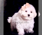 Small Photo #29 Maltese Puppy For Sale in WARSAW, IN, USA