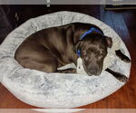 Small #9 American Staffordshire Terrier-Labrador Retriever Mix