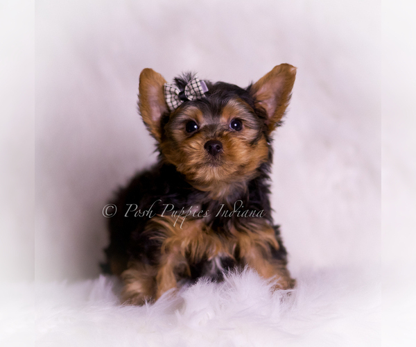 Medium Photo #2 Yorkshire Terrier Puppy For Sale in WARSAW, IN, USA