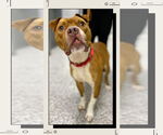 Small #1 Boxer Mix
