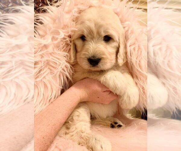 Medium Photo #7 Goldendoodle Puppy For Sale in GLENDALE, CA, USA