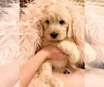 Small Photo #7 Goldendoodle Puppy For Sale in GLENDALE, CA, USA
