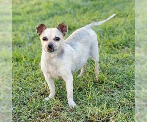Chihuahua Dogs for adoption in Camarillo, CA, USA