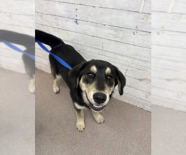 Medium Photo #1 German Shepherd Dog Puppy For Sale in San Bernardino, CA, USA