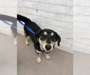 German Shepherd Dog Dogs for adoption in San Bernardino, CA, USA