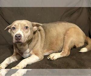 Siberian Husky-Unknown Mix Dogs for adoption in Rockwall, TX, USA