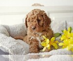 Small Photo #4 English Cocker Spaniel-Poodle (Miniature) Mix Puppy For Sale in SALEM, MO, USA