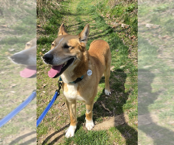 Medium Photo #2 Mutt Puppy For Sale in Candler, NC, USA