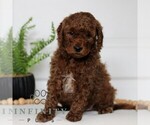 Small #2 Goldendoodle (Miniature)