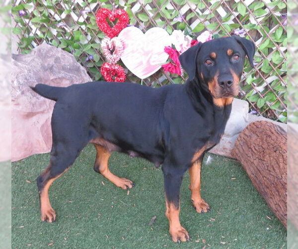 Medium Photo #1 Doberman Pinscher-Unknown Mix Puppy For Sale in Oklahoma City, OK, USA