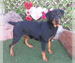 Small Doberman Pinscher Mix