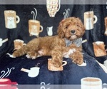 Small #4 Cavapoo