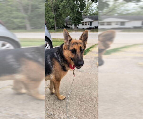 Medium Photo #2 German Shepherd Dog Puppy For Sale in Kansas City, MO, USA