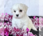Small #1 Maltese
