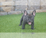 Small Photo #6 American Bully Puppy For Sale in LAS VEGAS, NV, USA