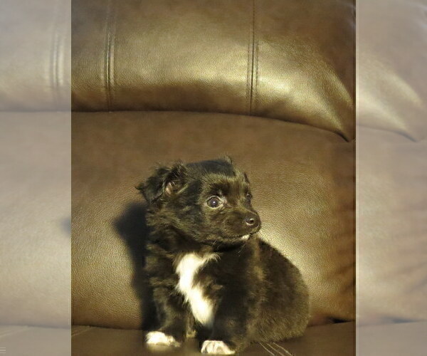 Medium Photo #12 Chihuahua Puppy For Sale in HAYES, VA, USA