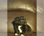 Small #11 Chihuahua