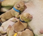 Small Photo #13 Borador Puppy For Sale in SANTA MARIA, CA, USA