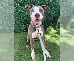 Mutt Dogs for adoption in Naples, FL, USA