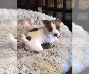 Jack Russell Terrier Puppy for sale in SPOTSYLVANIA, VA, USA