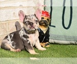 Small Photo #12 French Bulldog Puppy For Sale in BAYTOWN, TX, USA