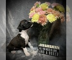 Small Photo #7 Boxer Puppy For Sale in CHATFIELD, MN, USA