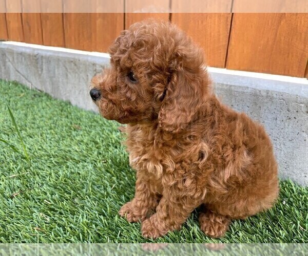 Medium Photo #3 Poodle (Toy) Puppy For Sale in AUBURN, CA, USA