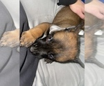 Small Photo #94 Belgian Malinois Puppy For Sale in REESEVILLE, WI, USA
