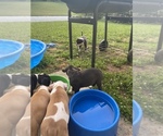 Small Photo #5 Alapaha Blue Blood Bulldog-American Staffordshire Terrier Mix Puppy For Sale in JONESBORO, GA, USA