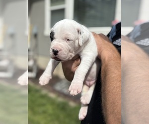 Dogo Argentino Puppy for sale in EAGLE MOUNTAIN, UT, USA