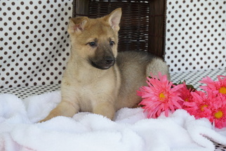 German Shepherd Dog Puppy for sale in FREDERICKSBURG, OH, USA