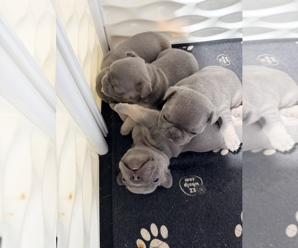 Medium Photo #2 French Bulldog Puppy For Sale in BURLINGTON, WI, USA