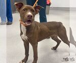Small #1 Labrador Retriever Mix