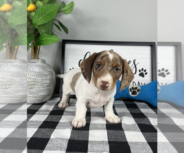 Medium Photo #1 Dachshund Puppy For Sale in FRANKLIN, IN, USA