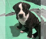 Small #2 Boxer Mix