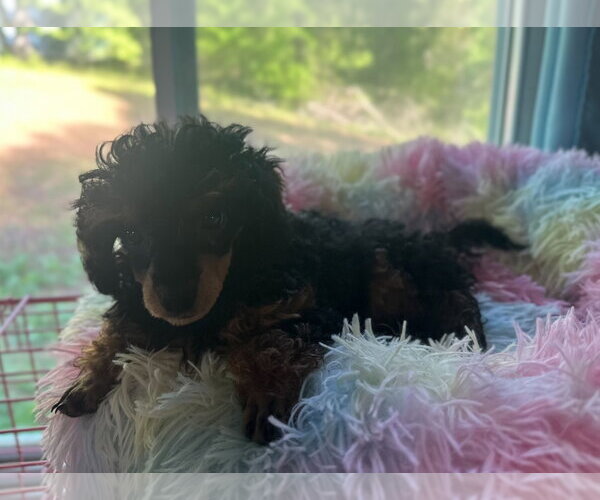 Medium Photo #5 Poodle (Miniature) Puppy For Sale in Pacolet, SC, USA